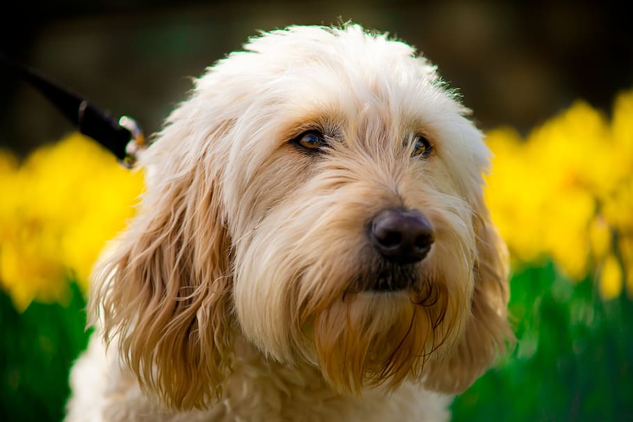 golden doodle, portrait, spring, flowers, outdoors, one animal, canine, dog, domestic, animal themes