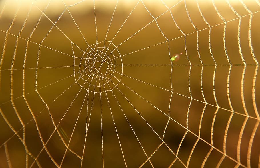 cobweb, close up, sunrise, morgenstimmung, case, rest, tender, cobwebs, spider webs, autumn