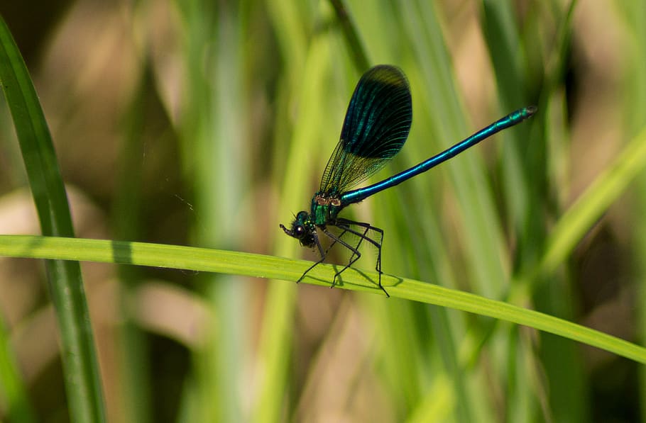 libélula, machos, inseto de vôo, natureza, multiplicação, mundo animal, biótopo, foto de inseto, água, lagoa