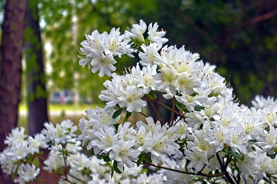 white azaleas in arkansas ozarks, blossoms, azalea, bloom, spring, white, garden, nature, rhododendron, april