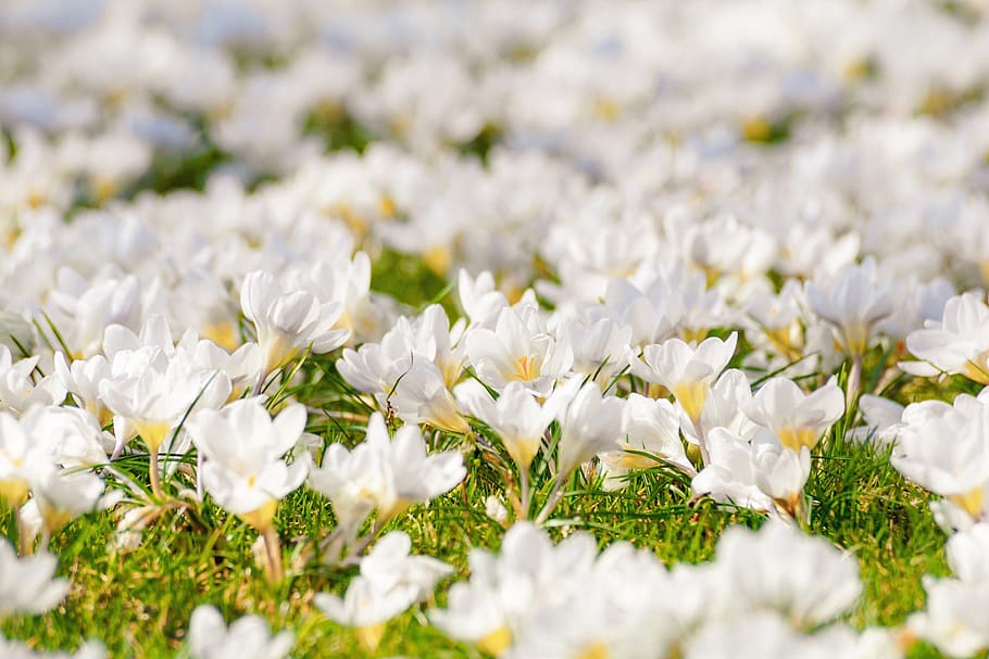 crocus, flower meadow, white, flowers, bloom, spring, signs of spring, lighting, light, meadow