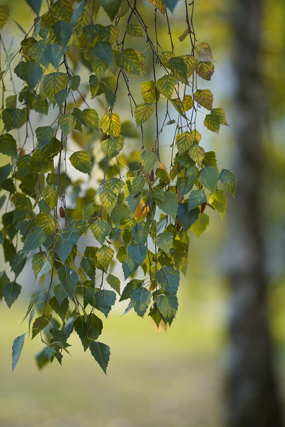 autumn, deciduous, plant, leaf, nature, outdoors, wood, tree, grass, horizontal