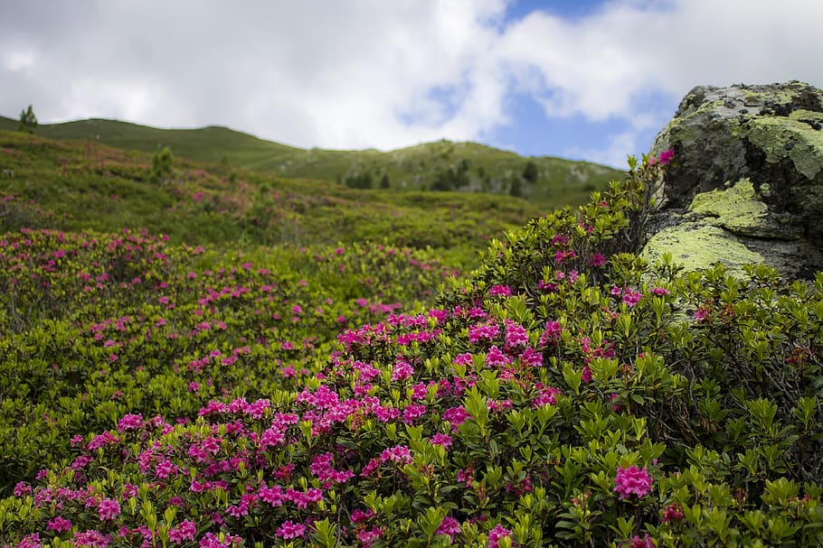alpine rose, azalea, rhododendron, pink flowers, mountain ...