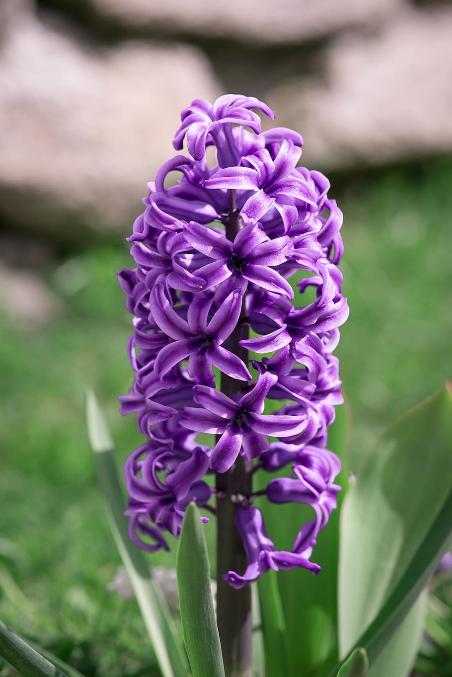 hyacinth, purple, violet, spring, nature, flowers, close up, spring flower, blossom, bloom