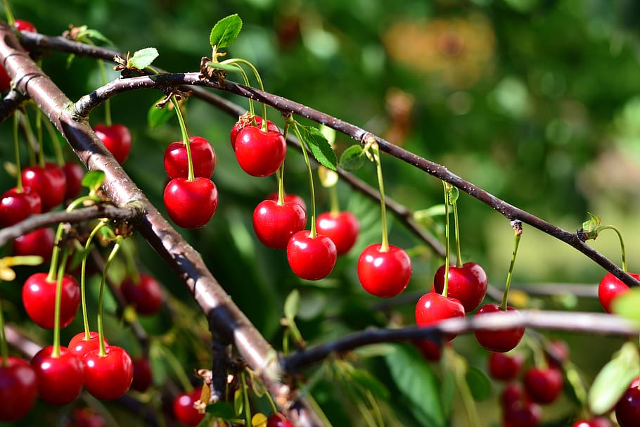cherries, sour cherries, fruit, fruits, cherry tree, ripe, cherry harvest, garden, stone fruit, fruit tree
