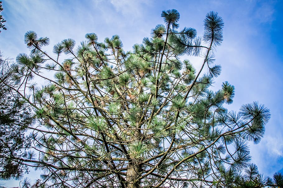 needles, tree, pine, green, nature, conifer, branch, cones, trees, sky