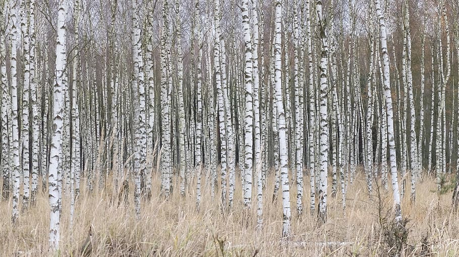 birch, forest, nature, land, plant, backgrounds, tree, full frame, tranquility, day