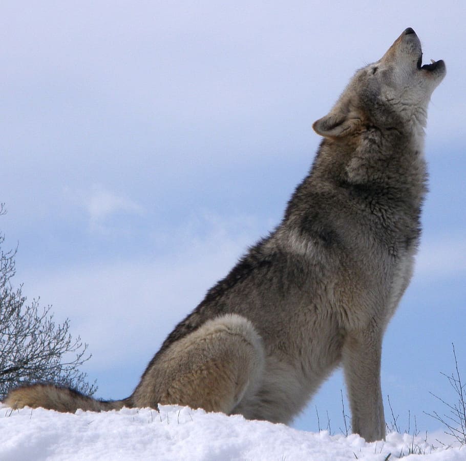 howl, howling, wolf, animal, wild, nature, fierce, animal themes, cold temperature, mammal