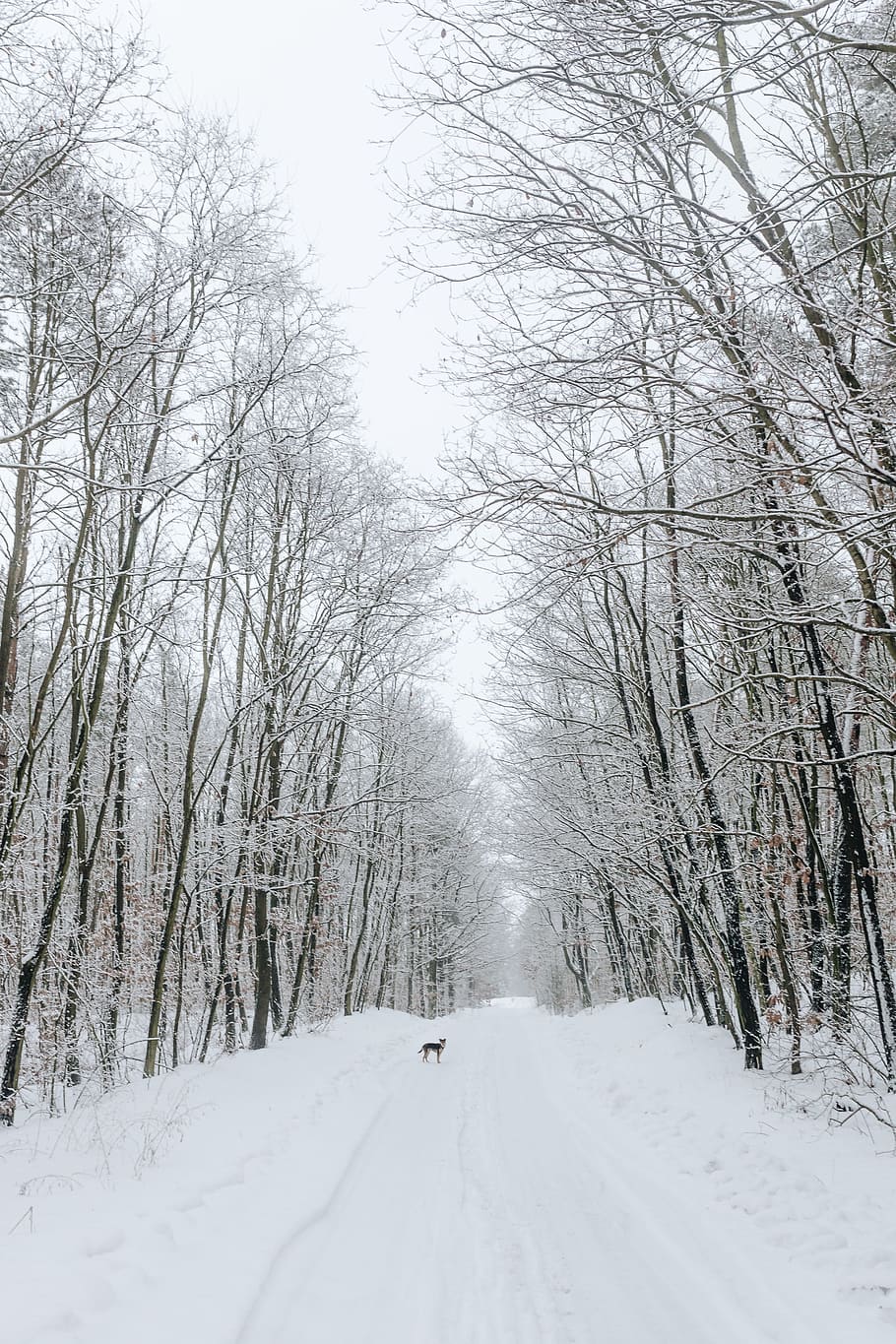 el extraño perro, perro, mascota, animal, cachorro, feliz, amor, invierno, frío, nieve