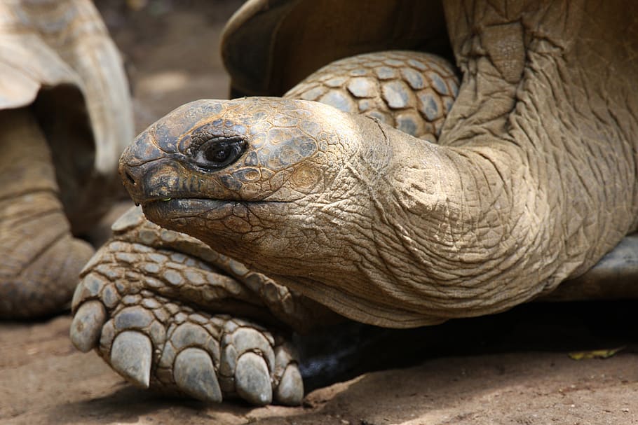 giant tortoise, turtle, reptile, tortoise, panzer, armored, zoo, slowly, nature, animal world
