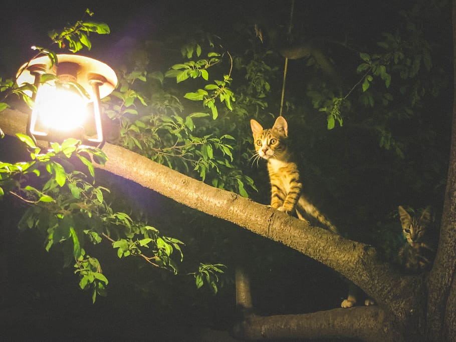 cats, animals, light, bulb, tree, leaves, branches, night, animal themes, domestic cat
