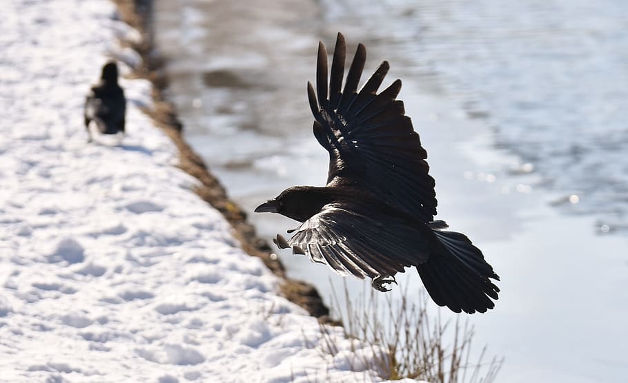 common raven, flying, snow, winter, cold, flight of the raven, raven bird, crow, animal, nature
