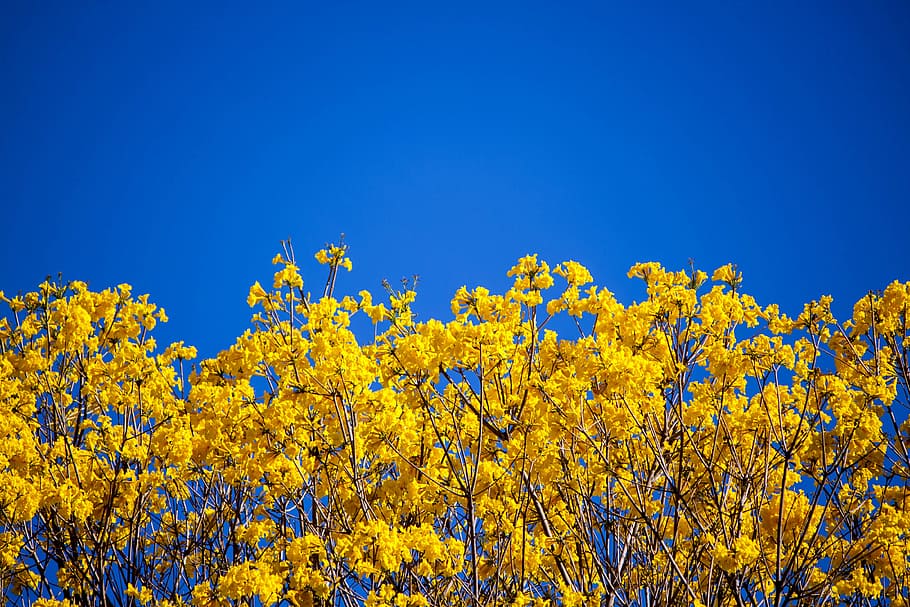 yellow ip� tree, flower, yellow, blue, field, nature, spring, farming, plant, oil