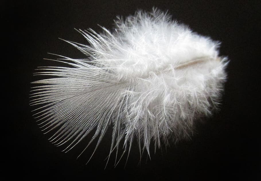 feather, downy, bird, nature, studio shot, black background, fragility, vulnerability, white color, close-up