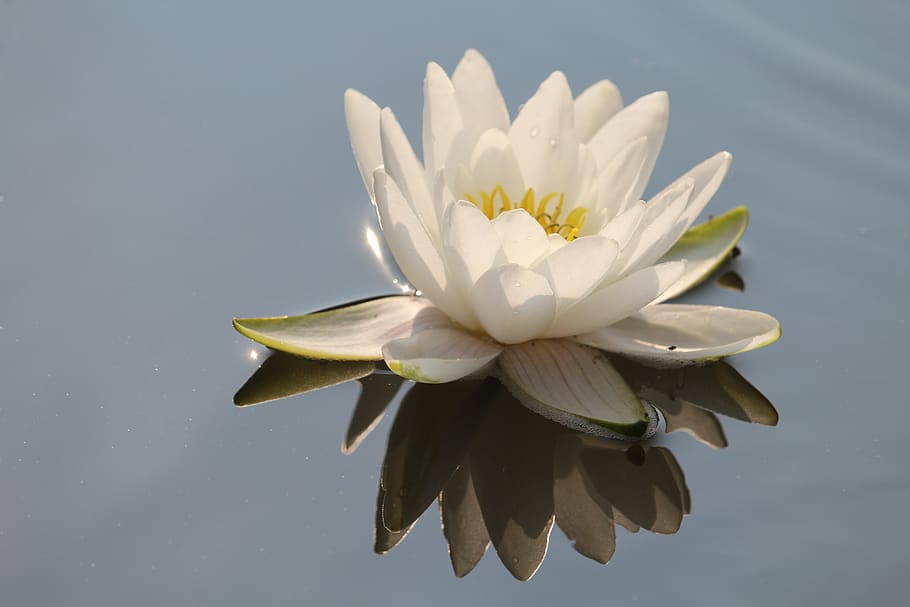 water lily, white, blossom, bloom, pond, water, flower, aquatic plant, plant, nuphar lutea