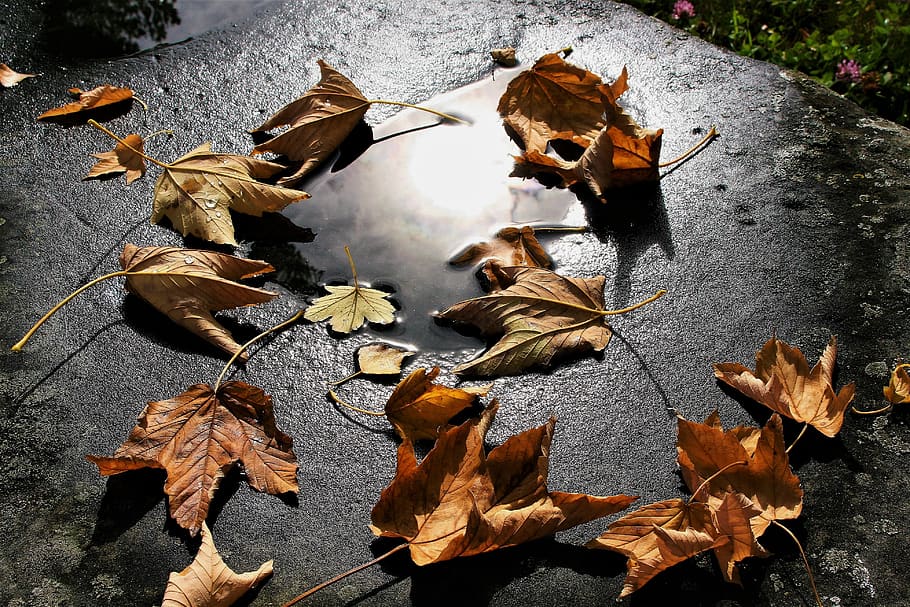 outono, seco, no outono, folhagem, espelho, vento, brilho, humor, folha, molhado