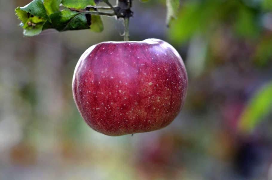25 Types of Apples - Jessica Gavin