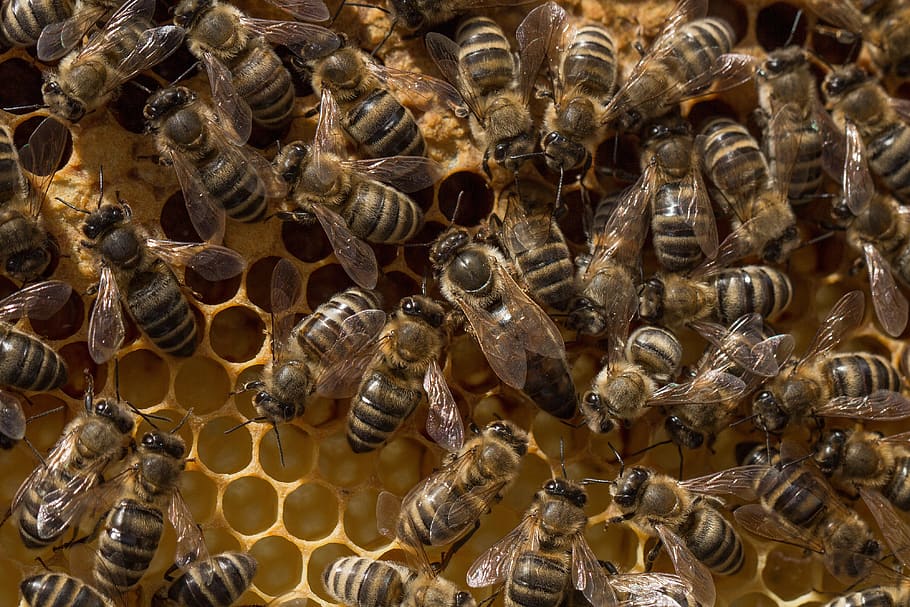 colmena, abeja, panal, cera de abejas, miel, delicioso, abeja reina, reina, amarillo miel, insecto