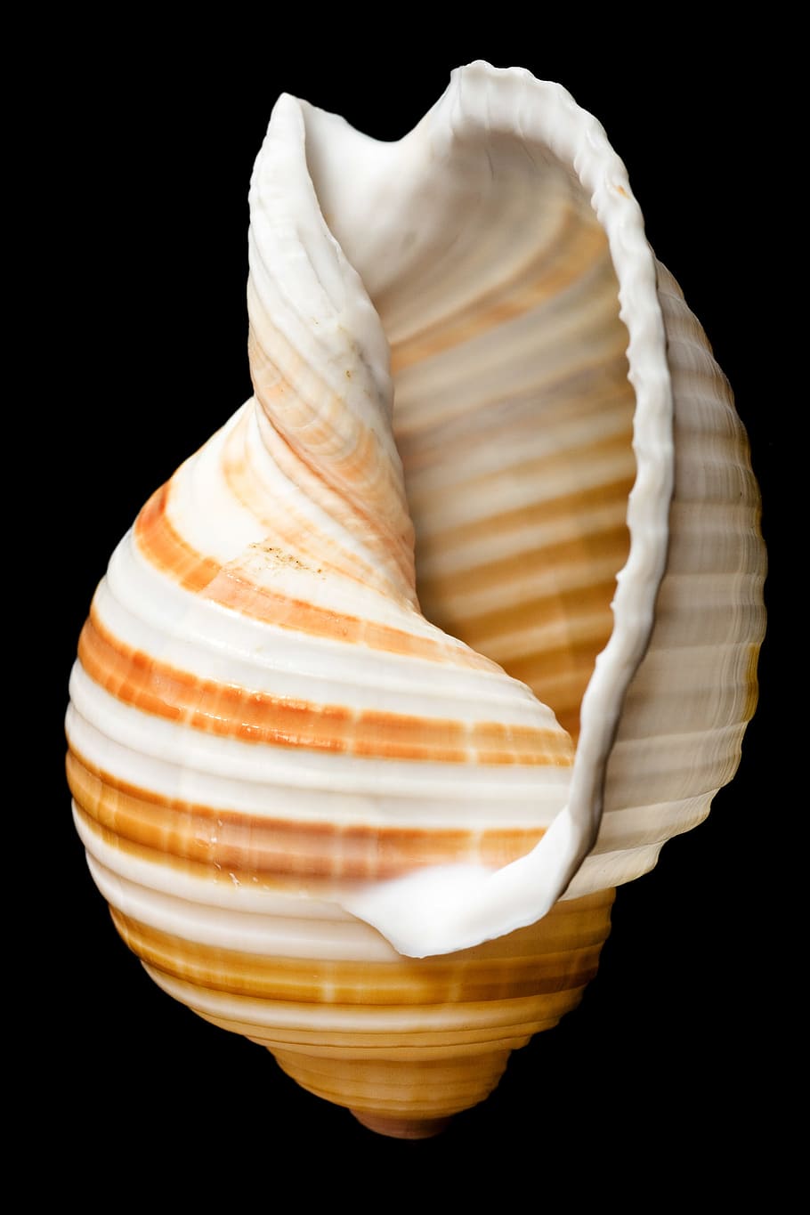bone, close-up, closeup, cockle-shell, conch, coral, cowrie, isolated, marine, marinelife