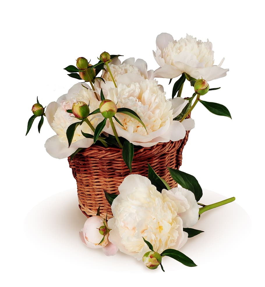 peonies, bouquet, basket, flowers, big, isolated, background, white, gentle, postcard