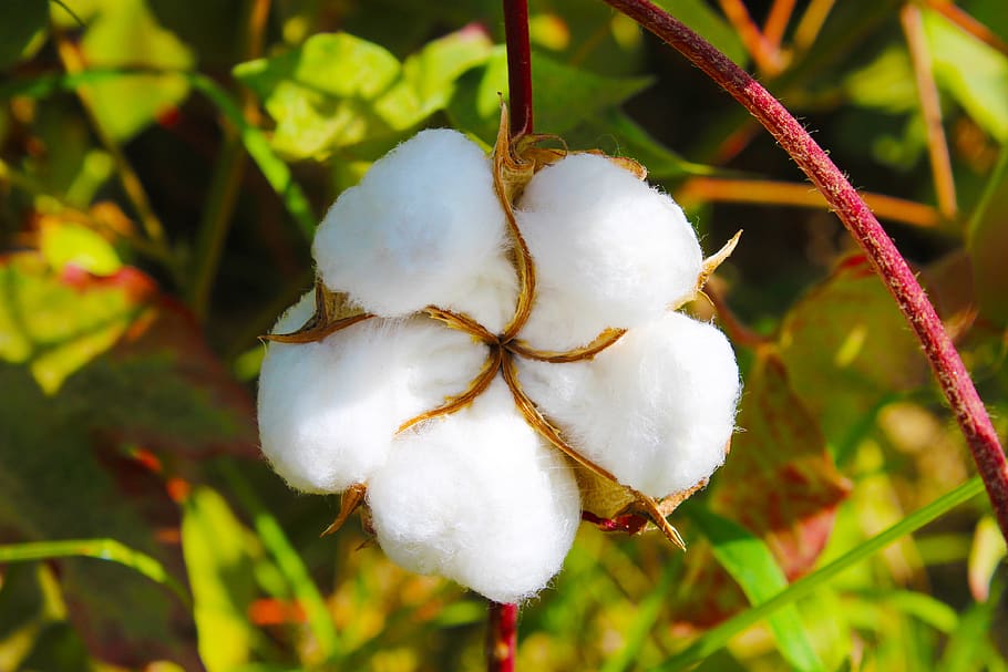 algodón, tayikistán, suero de leche, toimiston, Primer plano, planta, enfoque en primer plano, color blanco, sin gente, naturaleza