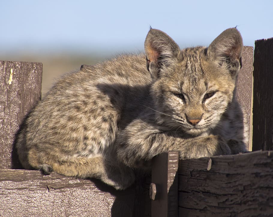 bobcat, kitten, young, lynx, wildlife, predator, nature, outdoors, wild, portrait