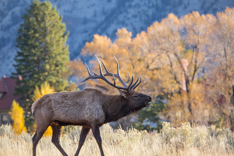 elk, bull, wildlife, nature, male, outdoors, park, american, rack, antlers