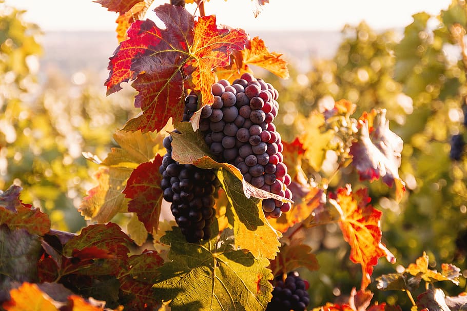 kebun anggur, matahari terbenam, panen musim gugur, panen., matang, anggur, gugur., musim gugur, buah, bagian tanaman