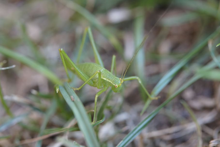 grasshopper, insect, grass, meadow, close up, macro, viridissima, animal, nature, green