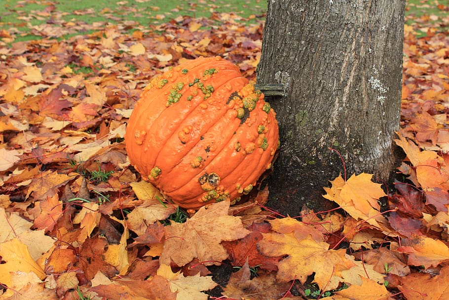 pumpkin, fall, leaves, tree, background, style, cute, profile, autumn, plant part