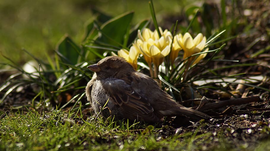 sparrow, house sparrow, 2002 bird of the year, sperling, animal, feather, bird, sun, fluffed up, plant