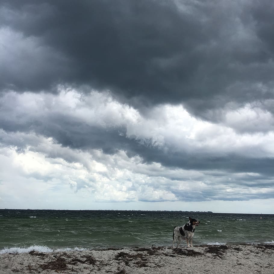 storm, dog on the beach, clouds, gulf of mexico, sky, water, florida, sea, nature, beach