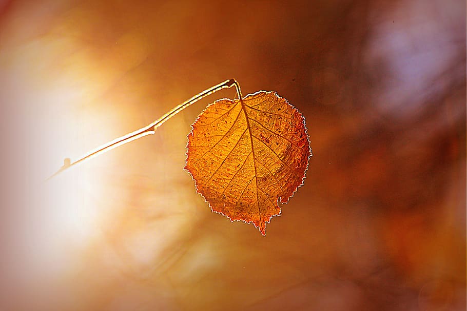 autumn leaf, twig, colorful, vein, pattern, foliage, pastel, delicate, tender, hazy
