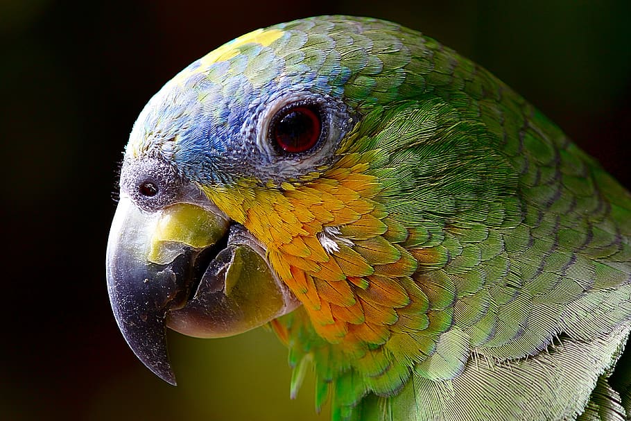 loro, guacamayo, ave, amazonas, cabeza, primer plano, verde, pájaro exótico, ave tropical, animal