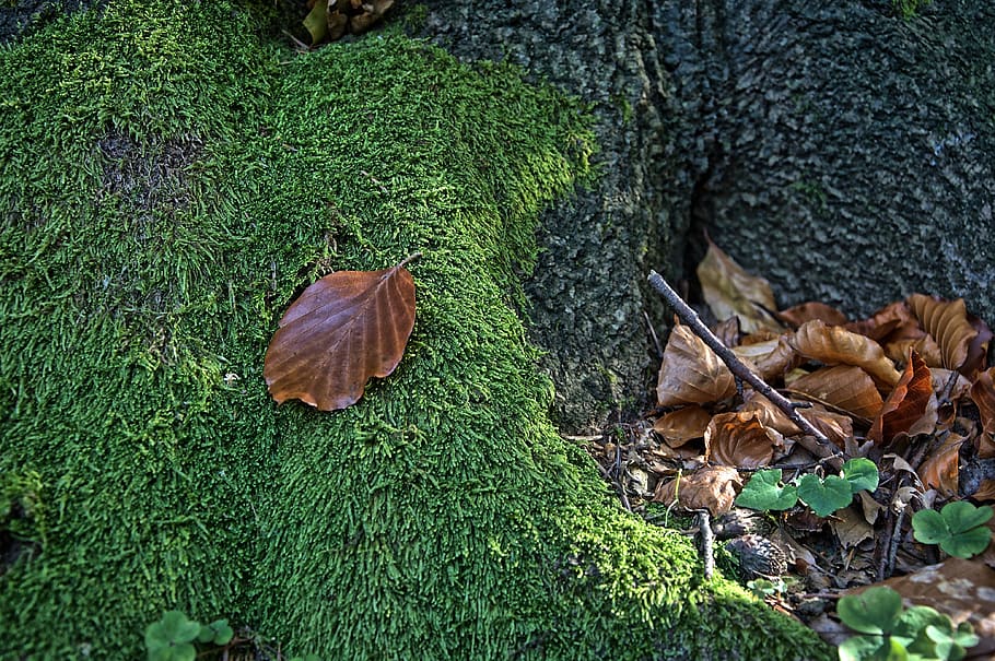 leaf, moss, macro, closeup, green, nature, forest, moss forest, plants, litter