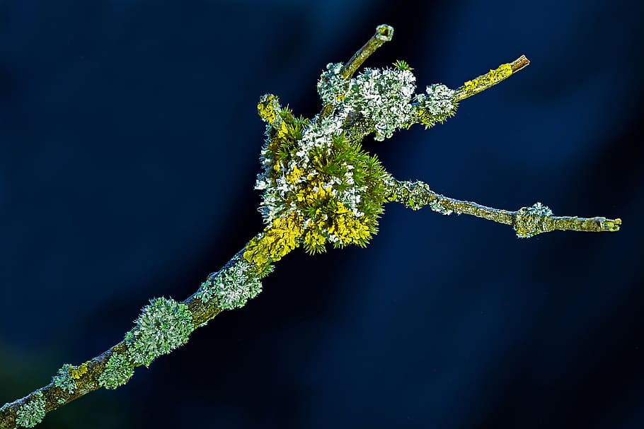 lichen, yellow lichen, fouling, branch, lichen growth, studio shot, indoors, nature, science, close-up