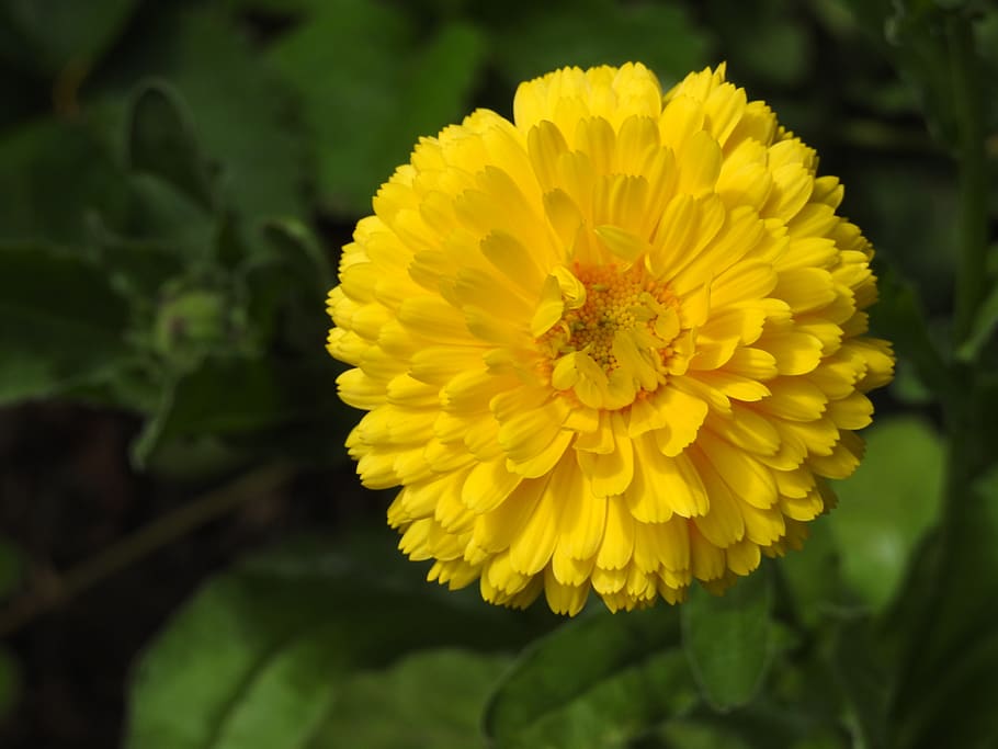 flower, garden, yellow flower, zinnia yellow, plant, nature, the petals, macro, flowering plant, fragility