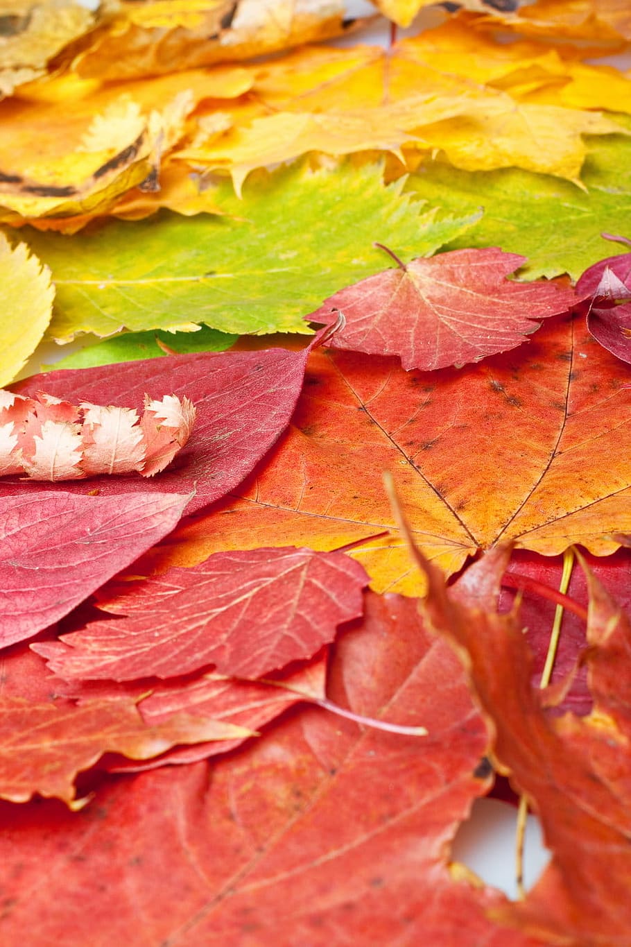 musim gugur, latar belakang, indah, cerah, warna, tanah, daun, maple, alam, november