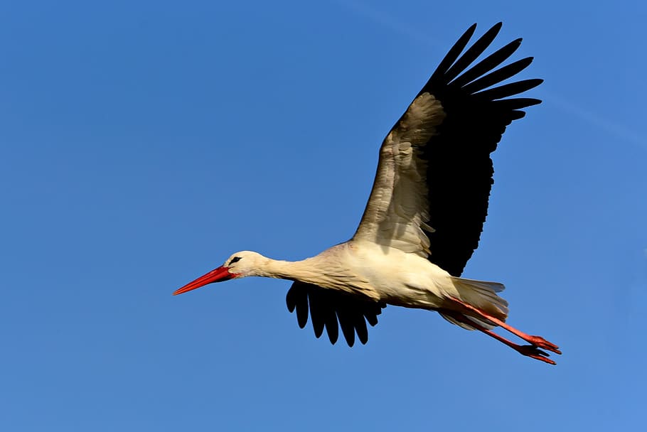 stork, wading bird, animal, wildlife, flying, wing, beak, plumage, feathers, full flight