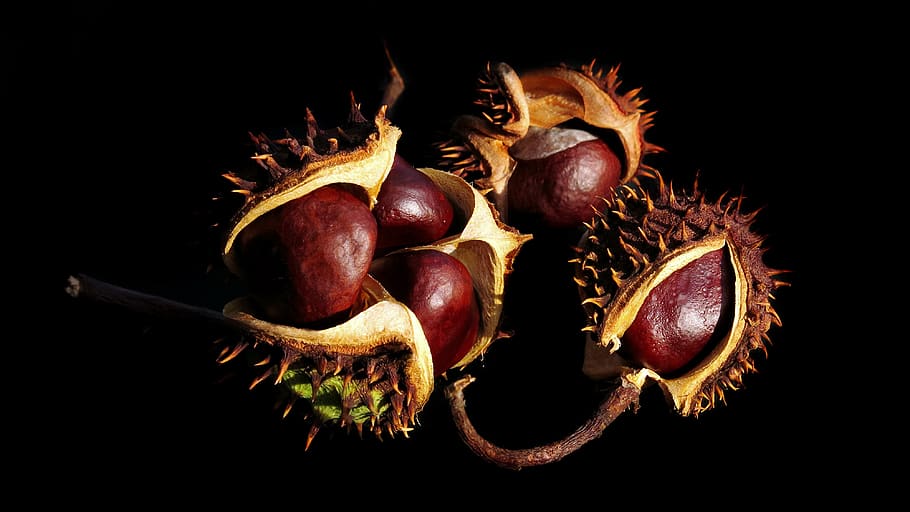 chestnut, buckeye, aesculus hippocastanum, autumn, nature, shiny, chestnut fruit, prickly, shell, plant