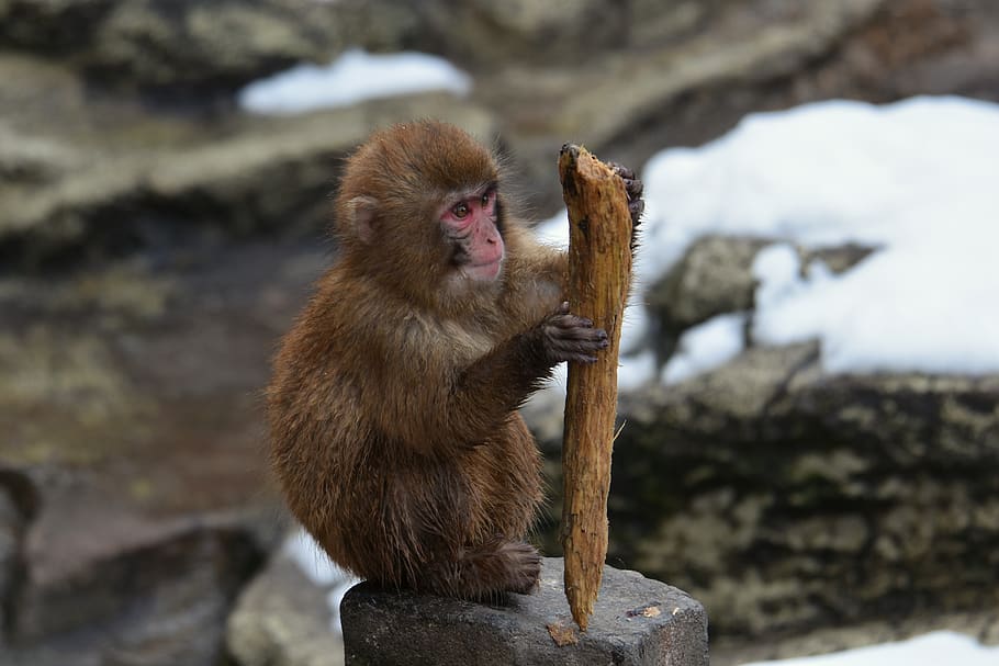 macaco, bebê macaco japonês comendo folhas, macaco da neve, linha de visão, vara de madeira, palito, creme dental, sazonal, inverno, neve