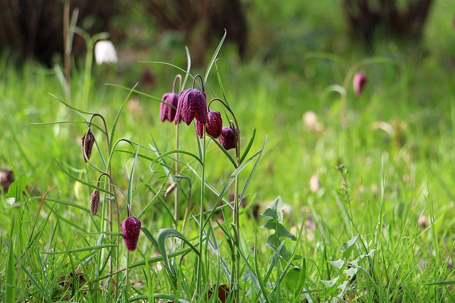 snake's head fritillary, fritillaria meleagris, spring, flower, plant, freshness, flowering plant, growth, nature, beauty in nature