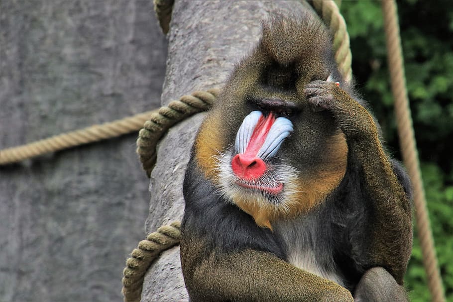 baboon, monkey, think positive, animals, sit, red nose, figure, portrait, vigilance, face