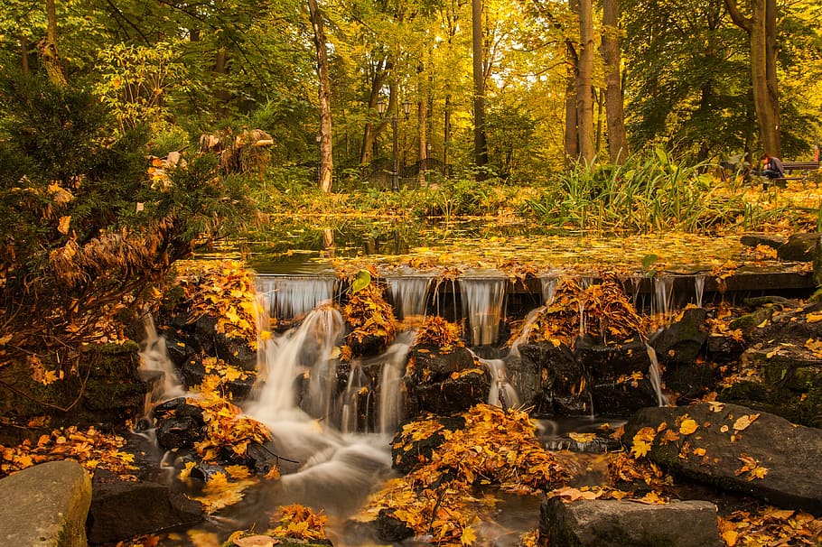 forest, trees, plants, nature, landscape, stream, water, leaf, fall, autumn