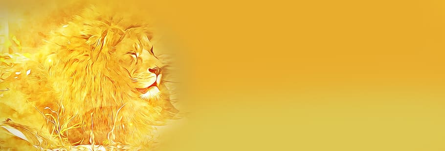banner, digital, graphics, lion, yellow, yellowish, in the wild, safari, male, sunny