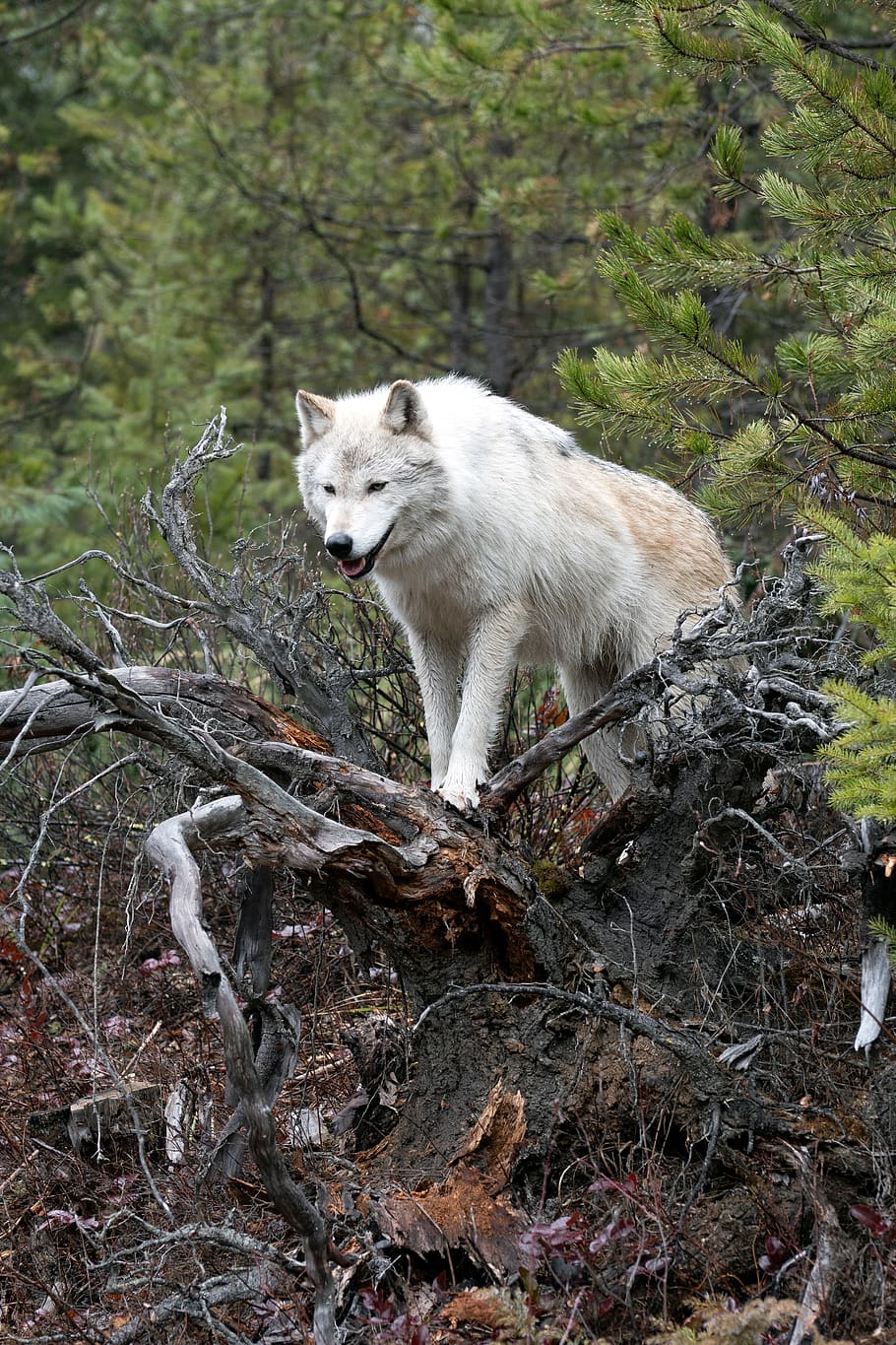 lobo, selvagem, natureza, animal, animais selvagens, predador, mamífero, perigoso, lúpus, floresta