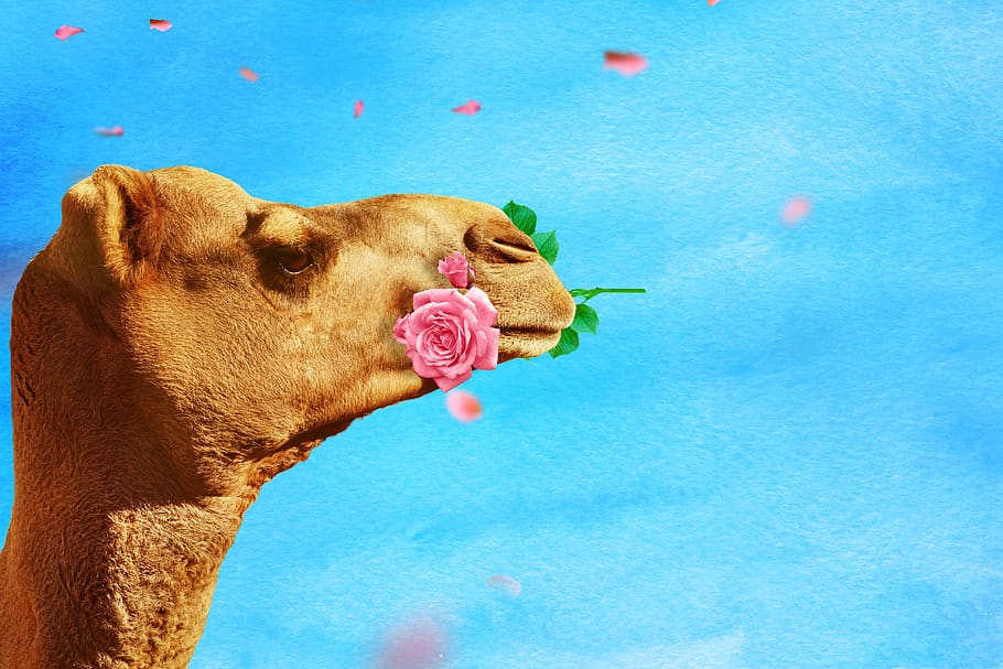 camel, rose, rose flower, background, texture, funny, love, romance, greeting card, birthday