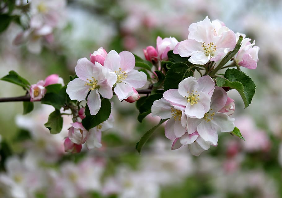 flores, blanco, casey, árbol, primavera, agradable, pétalos, floreciente, planta floreciente, flor