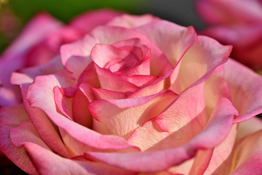 rose, rose bloom, floribunda, blossom, bloom, flower, love, romance, beauty, pink