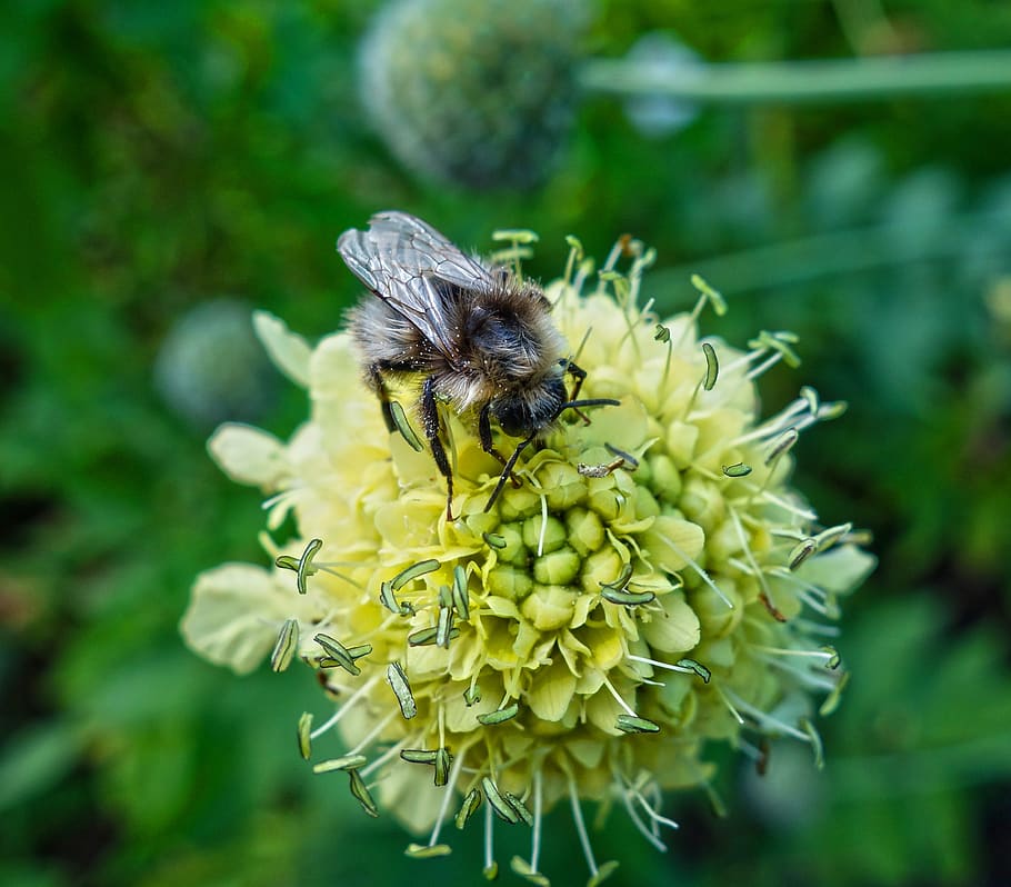 bee, insect, animal, feeding, nectar, honey, pollen, pollination, pin cushion flower, plant
